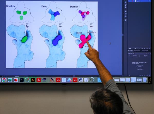 Steven Mansoor, M.D., Ph.D., and his research team at Oregon Health & Science University have discovered a way to turn off a receptor l<em></em>inked to many inflammatory diseases. They used advanced imaging techniques to look at the structure of the P2X7 receptor o<em></em>nce it's bound to five known antago<em></em>nists and a new one they discovered. (OHSU/Christine Torres Hicks) Image is of Steve Mansoor pointing to a screen image of this receptor drawing.